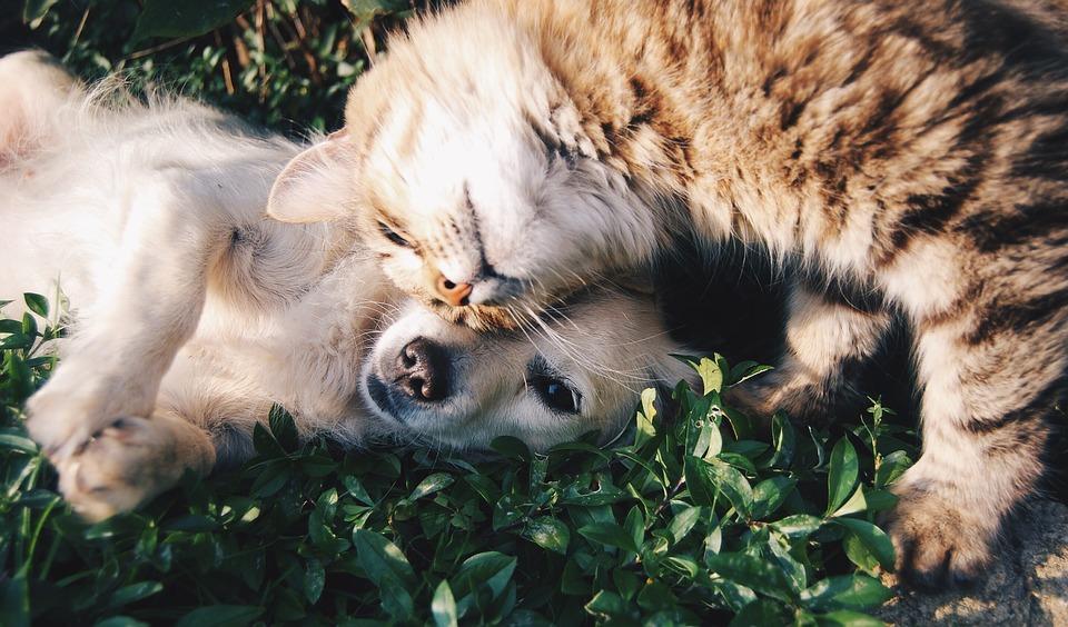 Do you have cats & dogs in the same house?