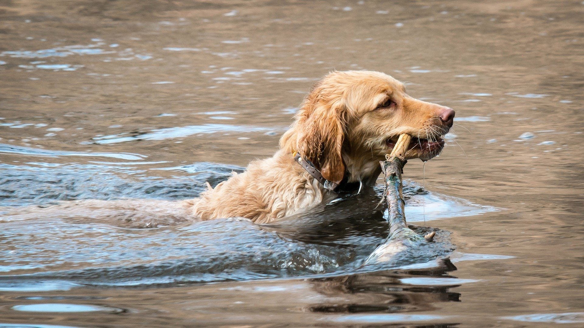 Cleaning Those Muddy Paws