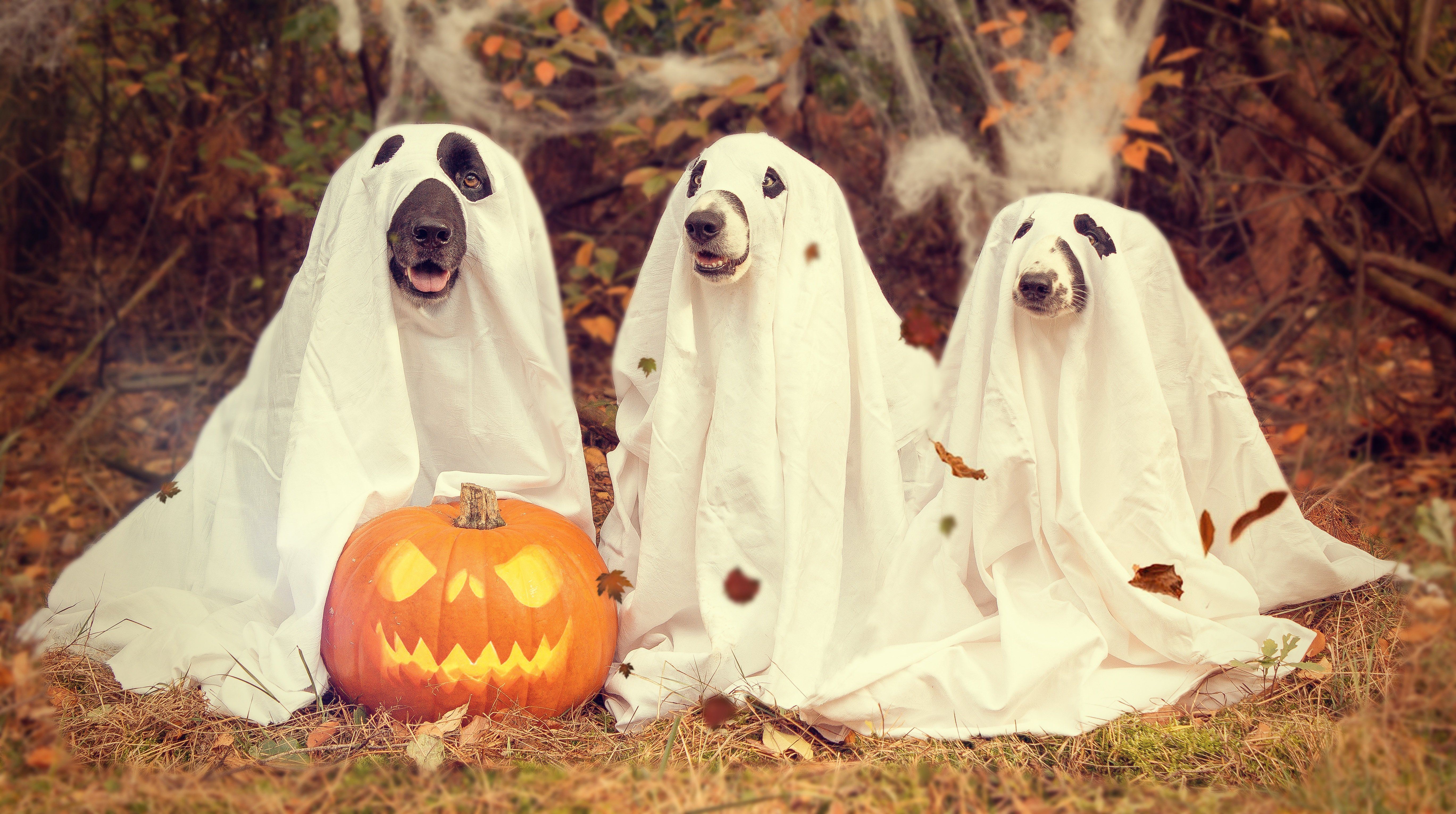 Dogs at Halloween - The Kennel Club