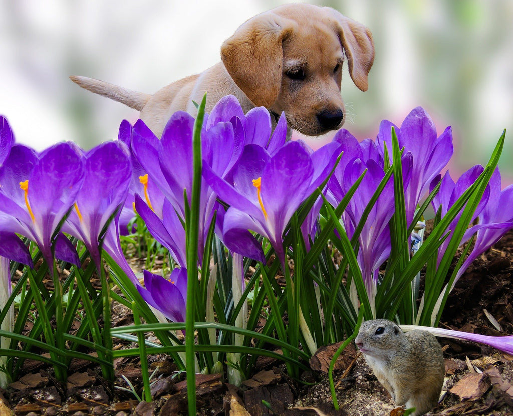 Pet Care Advice this Spring, from Leading Vets at PDSA
