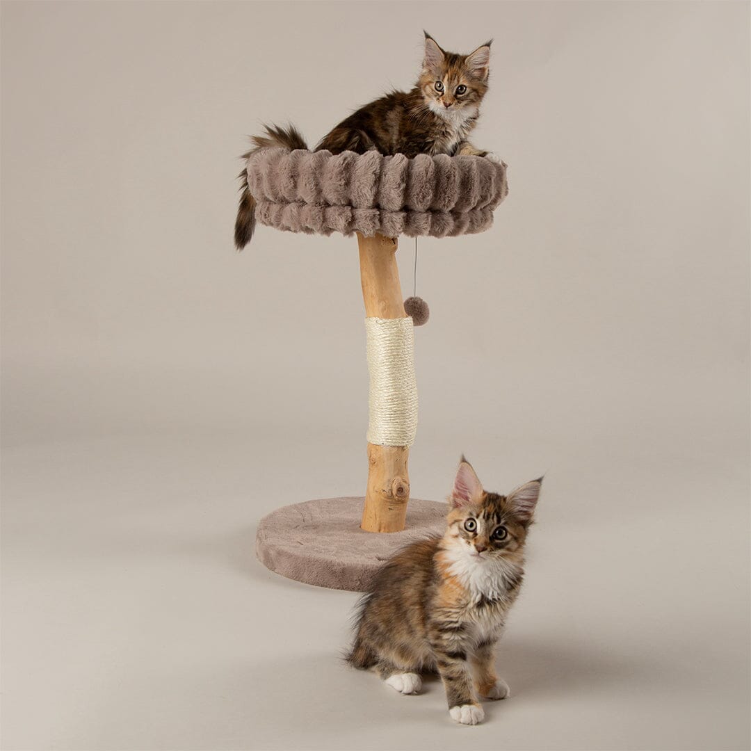 Appalachians Cat Scratching Tree - Taupe Cat Tree Scruffs® 