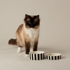 Amalfi Striped 2 Piece Cat Food Bowl & Saucer Set - Black Pet Bowls, Feeders & Waterers Scruffs® 