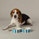 Amalfi Striped 2 Piece Dog Bowl Food & Water Bowl Set - Blue Pet Bowls, Feeders & Waterers Scruffs® 