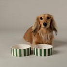 Amalfi Striped 2 Piece Dog Bowl Food & Water Bowl Set - Green Pet Bowls, Feeders & Waterers Scruffs® 