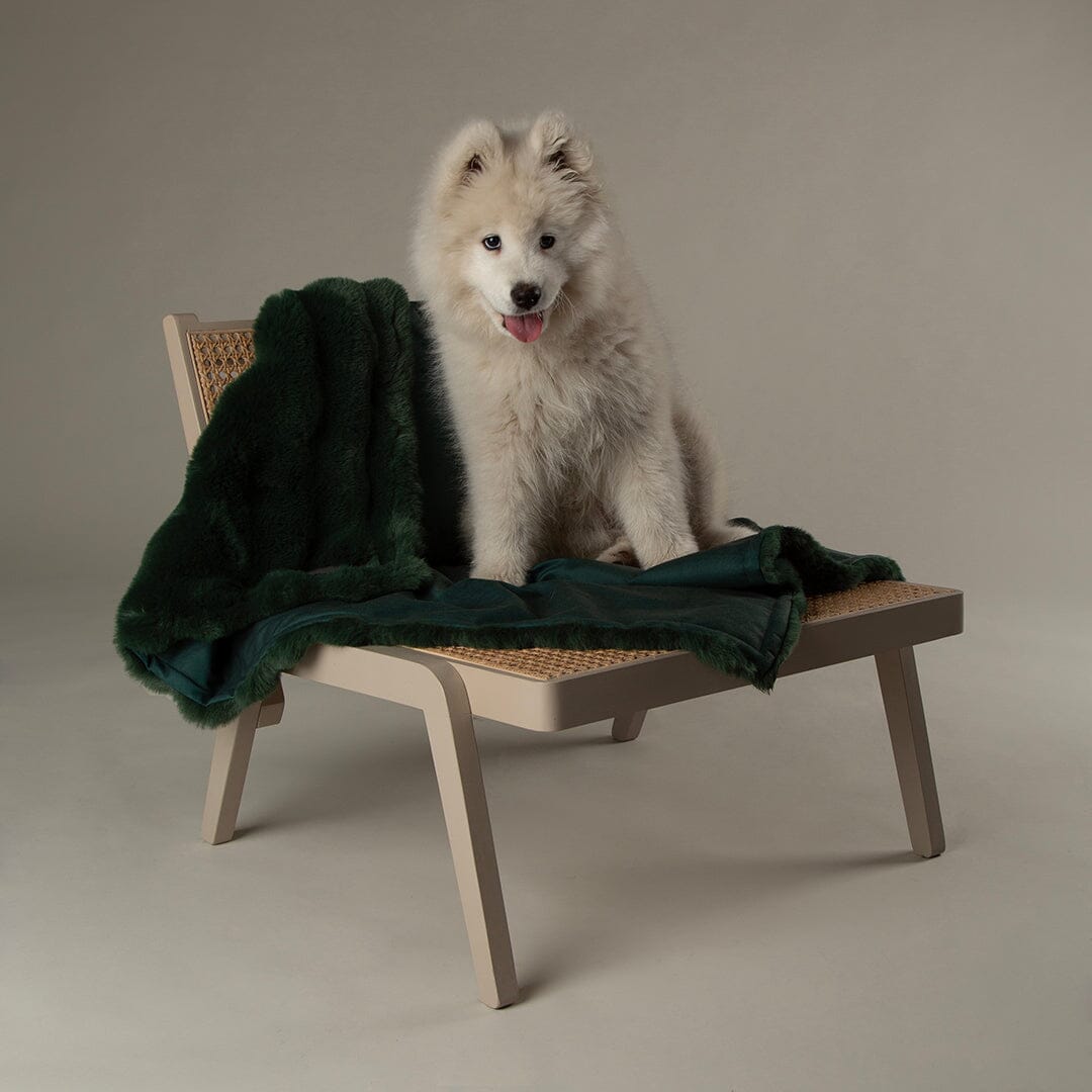 Festive Fur Pet Blanket - Green Dog Blanket Scruffs® 