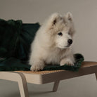 Festive Fur Pet Blanket - Green Dog Blanket Scruffs® 
