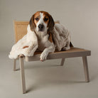 Festive Fur Pet Blanket - Cream Dog Blanket Scruffs® 