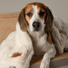 Festive Fur Pet Blanket - Cream Dog Blanket Scruffs® 