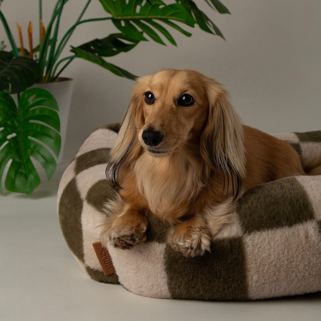 Checkerboard Box Bed - Olive/Cream Dog Beds Scruffs® 