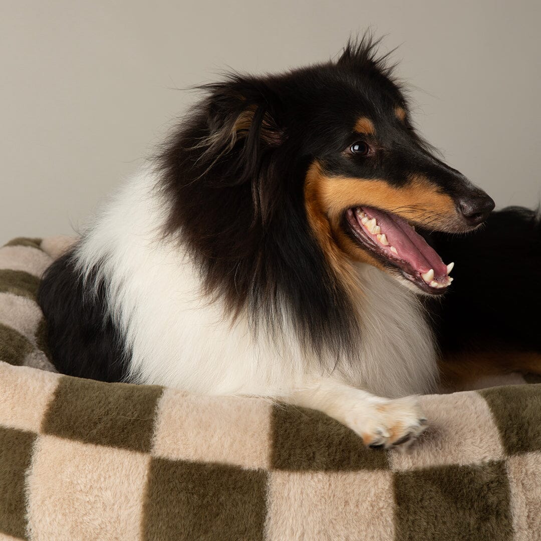 Checkerboard Box Bed - Olive/Cream Dog Beds Scruffs® 