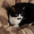 Checkerboard Round Cat Bed - Taupe/Cream Cat Bed Scruffs® 