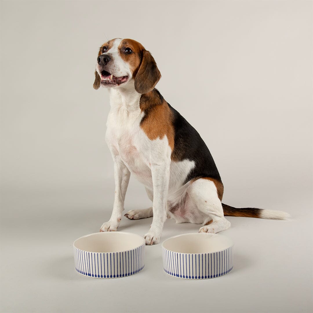 Coastal 2 Piece Dog Bowl Food & Water Bowl Set - Blue Pet Bowls, Feeders & Waterers Scruffs® 