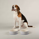 Coastal 2 Piece Dog Bowl Food & Water Bowl Set - Blue Pet Bowls, Feeders & Waterers Scruffs® 