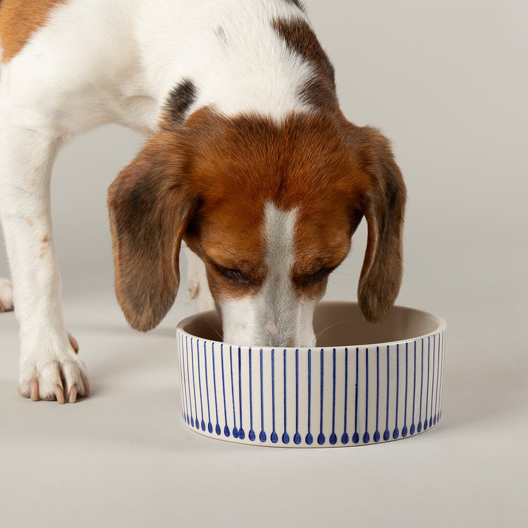 Coastal 2 Piece Dog Bowl Food & Water Bowl Set - Blue Pet Bowls, Feeders & Waterers Scruffs® 