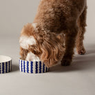 Coastal 2 Piece Dog Bowl Food & Water Bowl Set - Blue Pet Bowls, Feeders & Waterers Scruffs® 