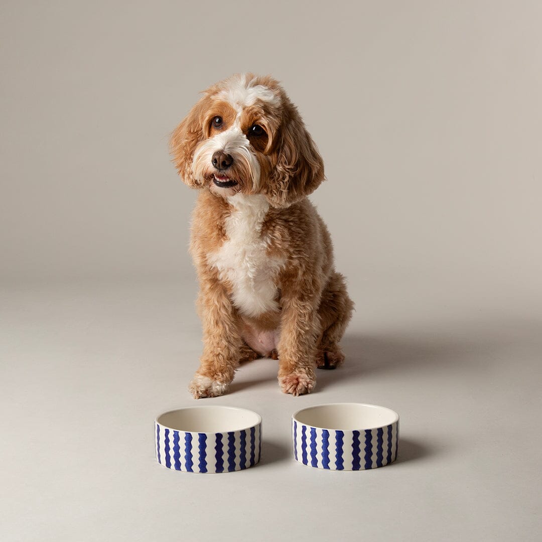 Coastal 2 Piece Dog Bowl Food & Water Bowl Set - Blue Pet Bowls, Feeders & Waterers Scruffs® 