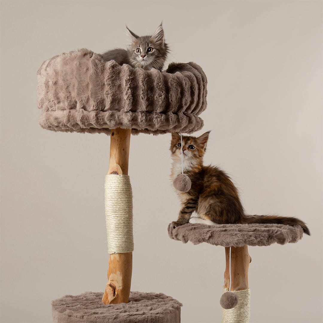 Zen Cat Food Bowl & Saucer Set | Cat Bowls – petslovescruffs