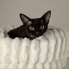 Alpine Pyrenees Cat Tree - Cream Cat Tree Scruffs® 