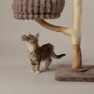 Pyrenees Cat Scratching Tree - Taupe Cat Tree Scruffs® 
