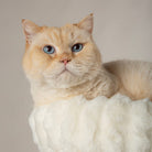 Atlas Cat Scratching Tree - Cream Cat Tree petslovescruffs 