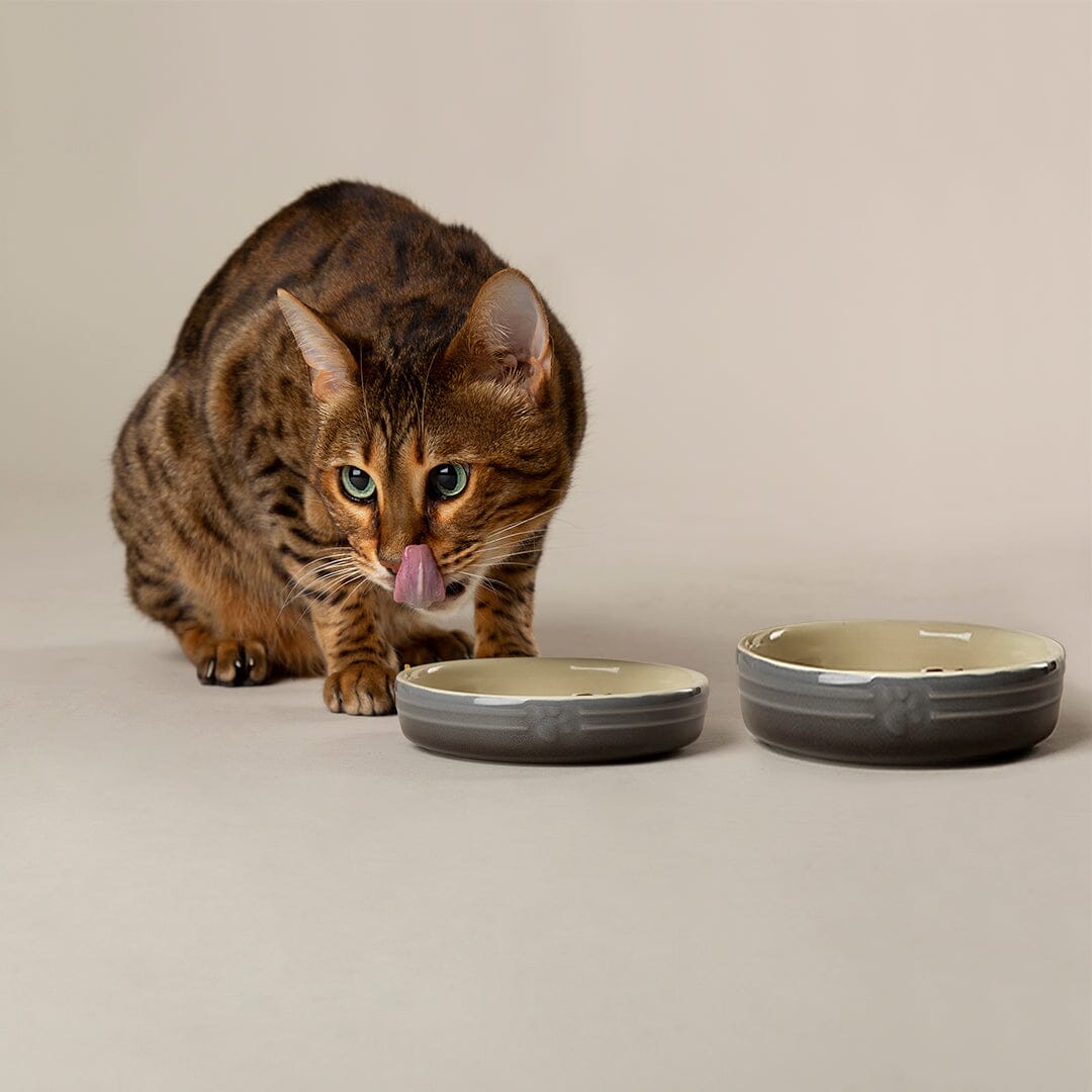 Ombre 2 Piece Cat Food Bowl & Saucer Set