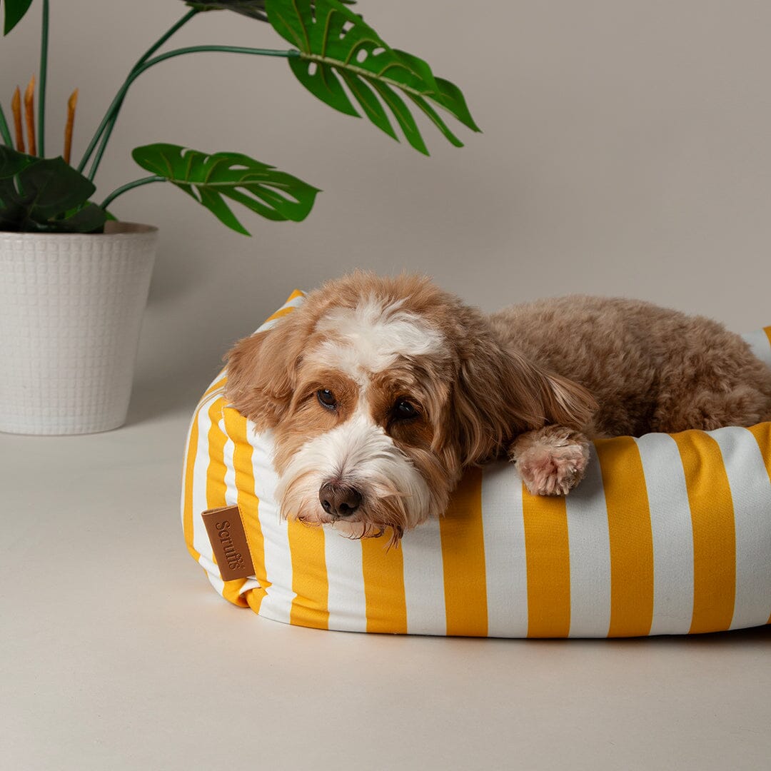 Amalfi Striped Box Bed - Yellow Dog Beds Scruffs® 