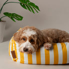 Amalfi Striped Box Bed - Yellow Dog Beds Scruffs® 