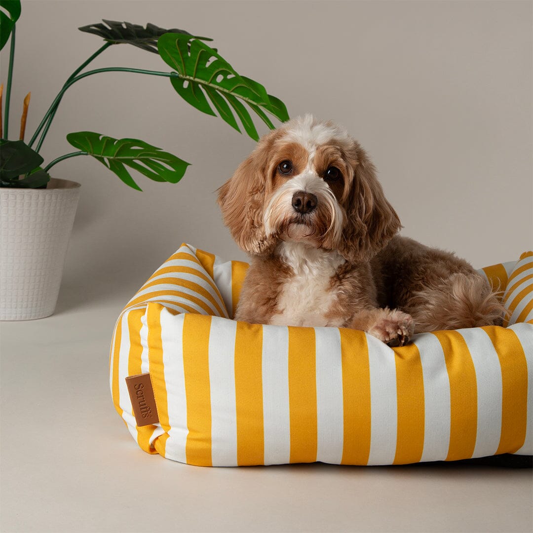 Amalfi Striped Box Bed - Yellow Dog Beds Scruffs® 
