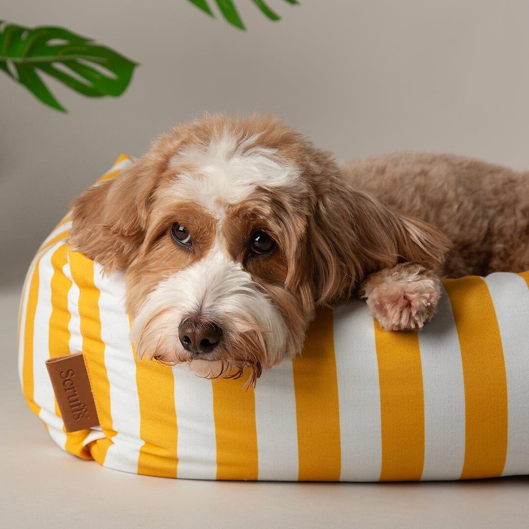 Amalfi Striped Box Bed - Yellow Dog Beds Scruffs® 
