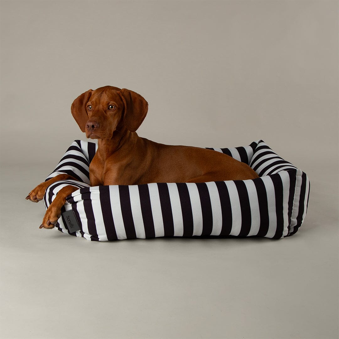 Amalfi Striped Box Bed - Black Dog Beds Scruffs® 