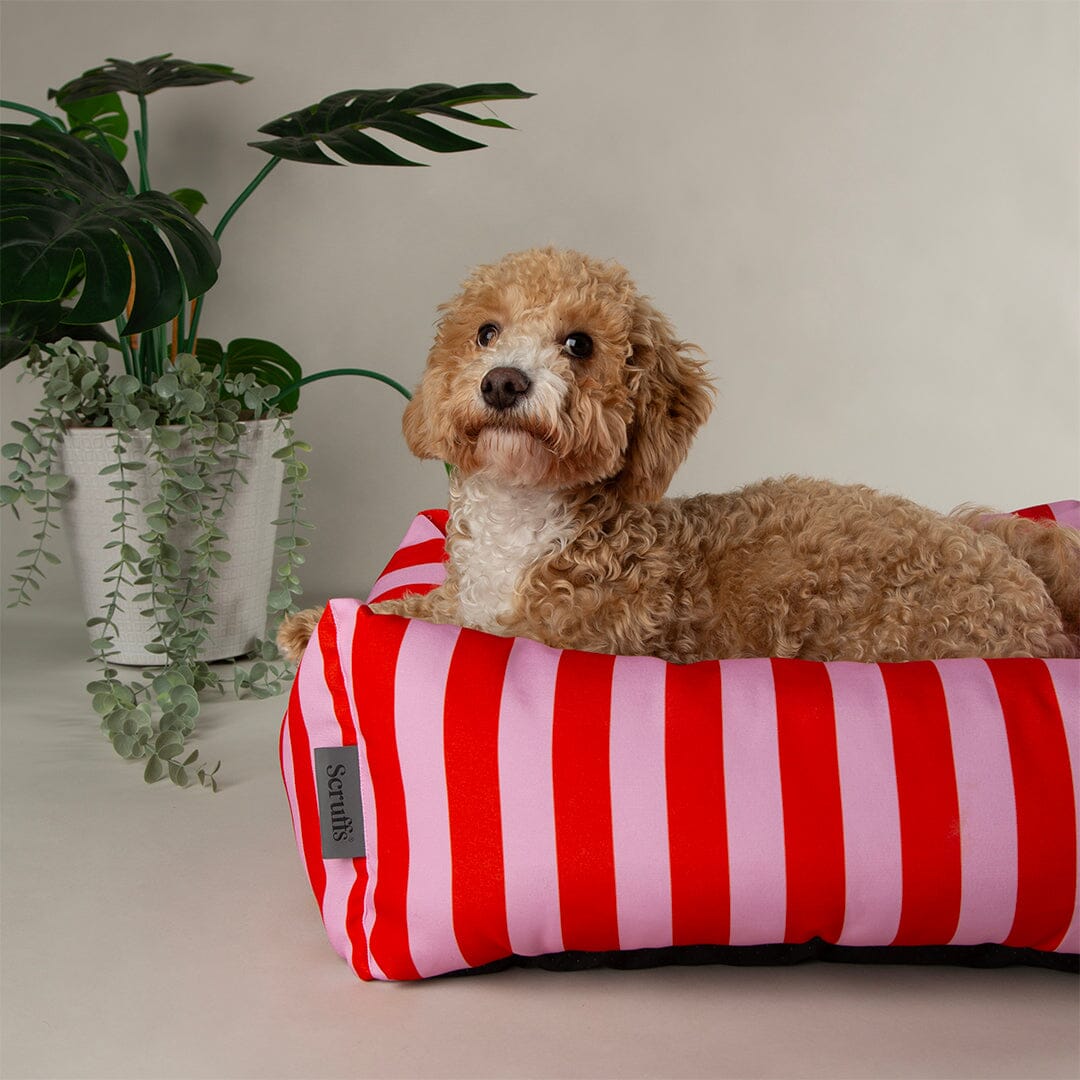 Amalfi Striped Box Bed - Pink Dog Beds Scruffs® 