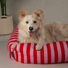 Amalfi Striped Box Bed - Pink Dog Beds Scruffs® 