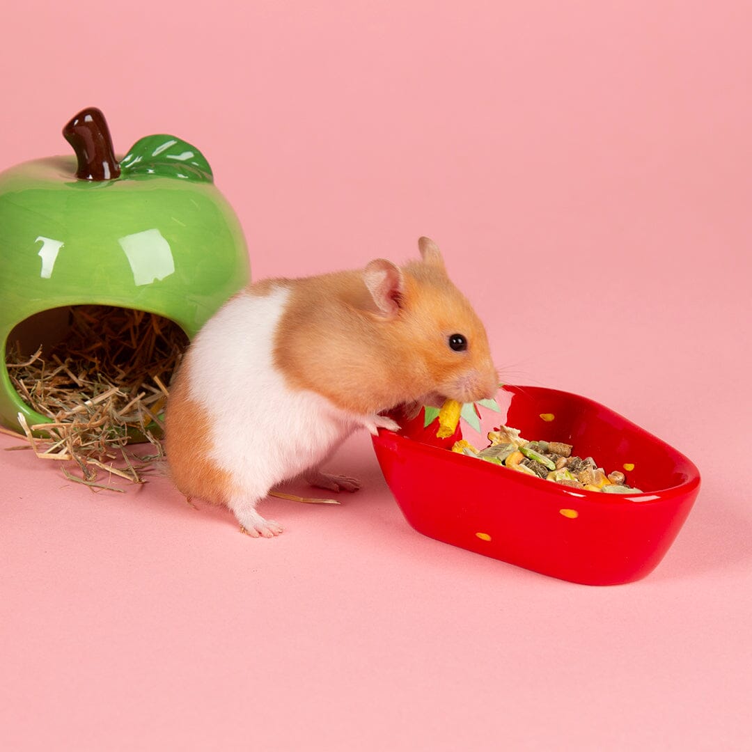 Small Animal Ceramic Set - Fruit Pet Bowls, Feeders & Waterers Scruffs® 