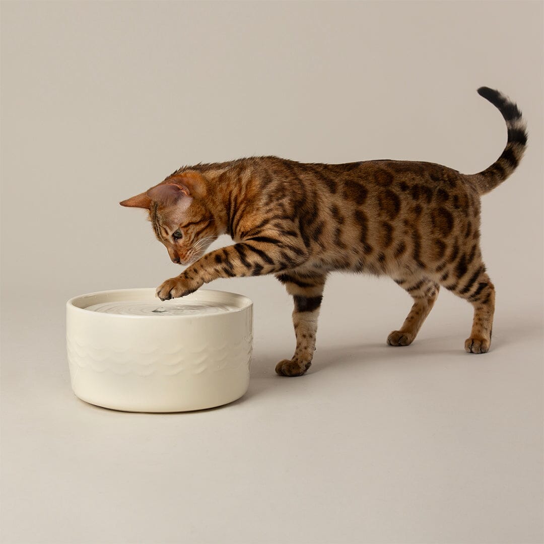 Icon Cat Water Fountain 20cm - Cream Pet Bowls, Feeders & Waterers Scruffs® 