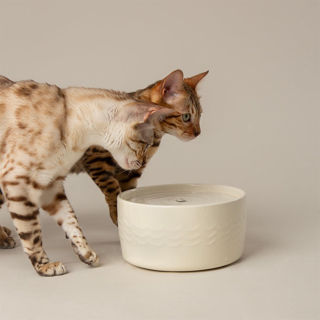 Icon Cat Water Fountain 20cm - Cream Pet Bowls, Feeders & Waterers Scruffs® 