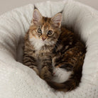 Starlight 'My First' Round Kitten & Puppy Bed - Cream Dog Bed Scruffs® 