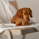 Starlight 'My First' Kitten & Puppy Blanket - Cream Dog Bed Scruffs® 