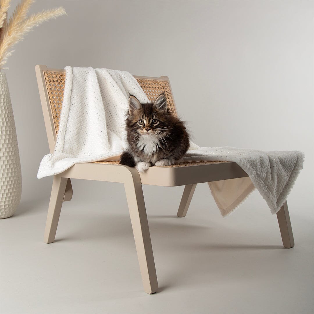 Starlight 'My First' Kitten & Puppy Blanket - Cream Dog Bed Scruffs® 