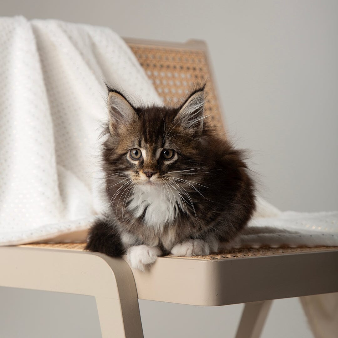 Starlight 'My First' Kitten & Puppy Blanket - Cream Dog Bed Scruffs® 