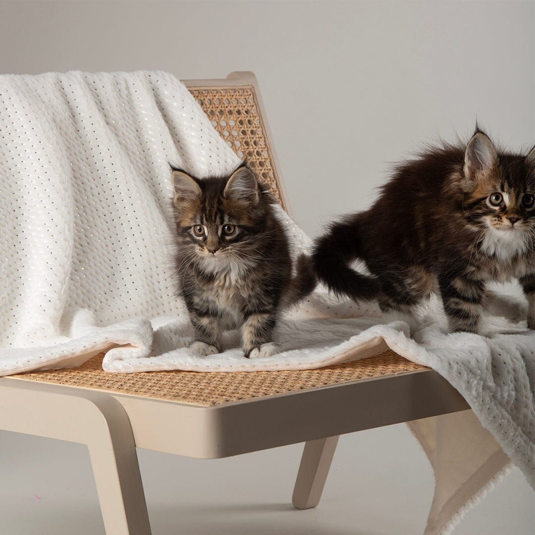 Starlight 'My First' Kitten & Puppy Blanket - Cream Dog Bed Scruffs® 