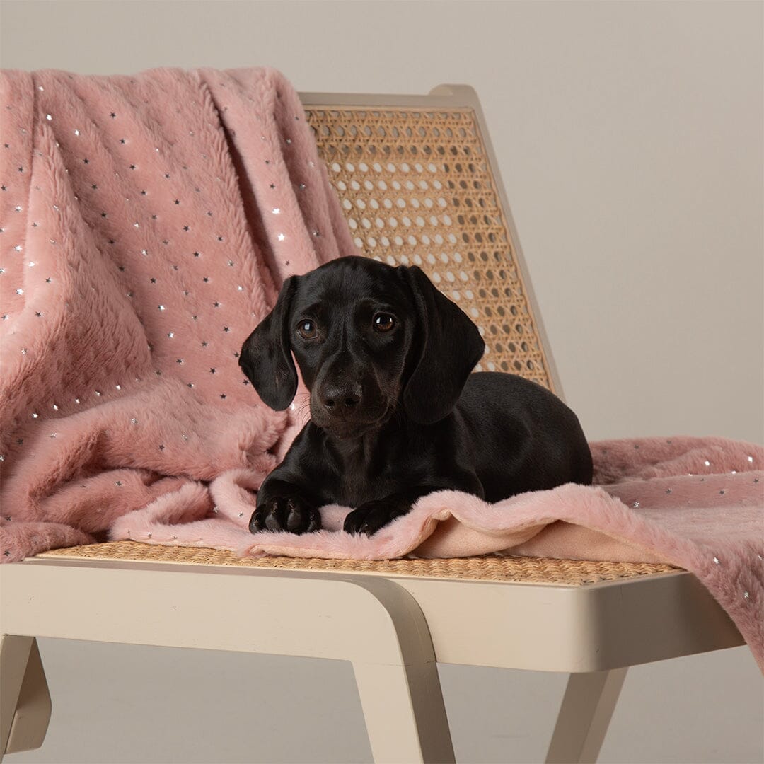 Starlight 'My First' Kitten & Puppy Blanket - Pink Dog Blanket Scruffs® 