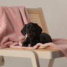 Starlight 'My First' Kitten & Puppy Blanket - Pink Dog Blanket Scruffs® 