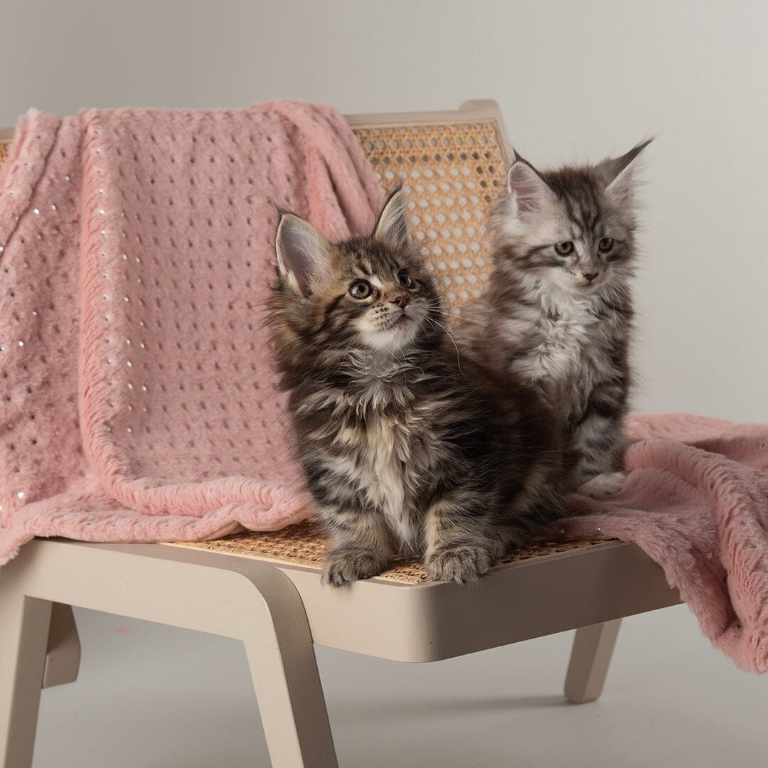 Starlight 'My First' Kitten & Puppy Blanket - Pink Dog Blanket Scruffs® 