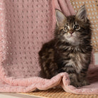 Starlight 'My First' Kitten & Puppy Blanket - Pink Dog Blanket Scruffs® 