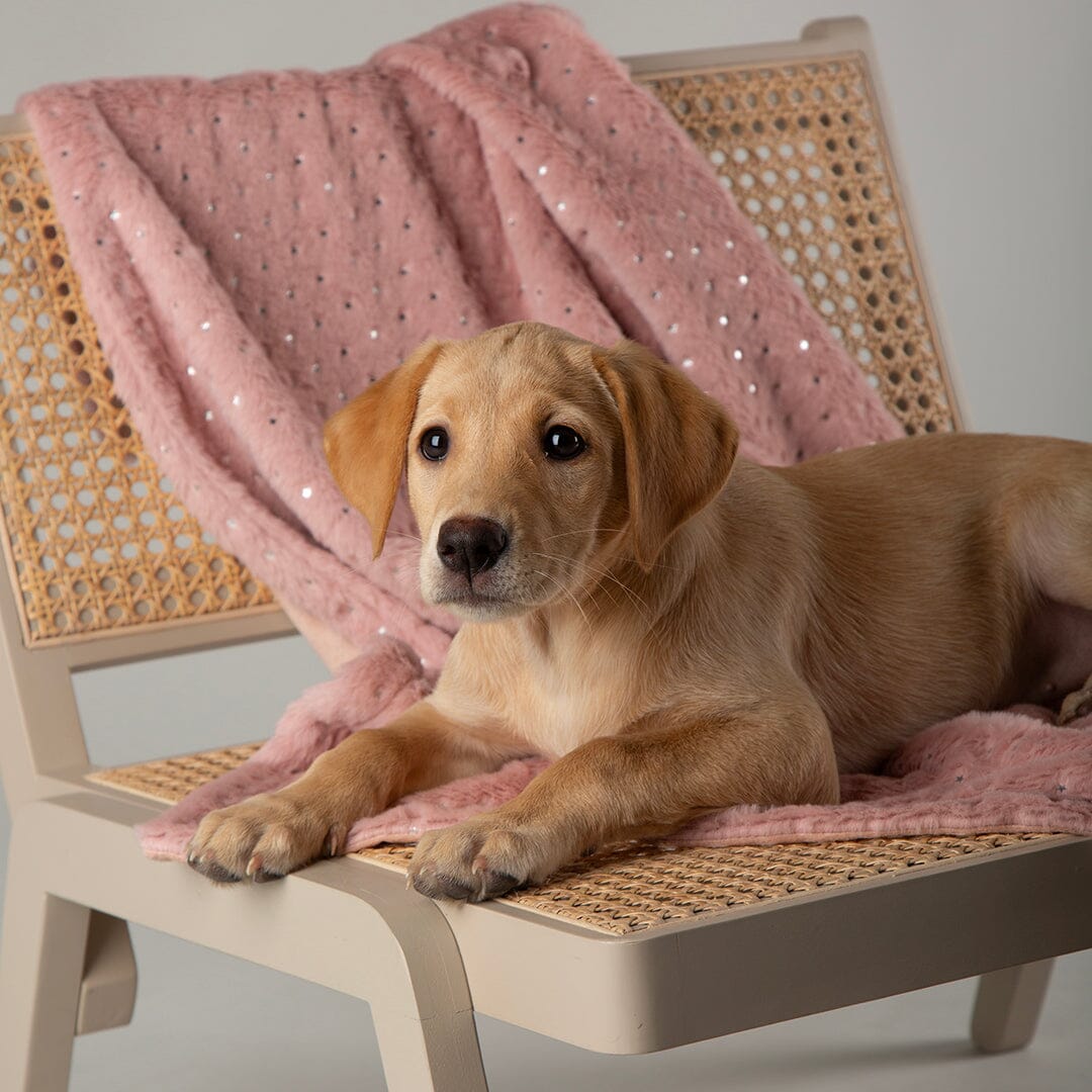 Starlight 'My First' Kitten & Puppy Blanket - Pink Dog Blanket Scruffs® 