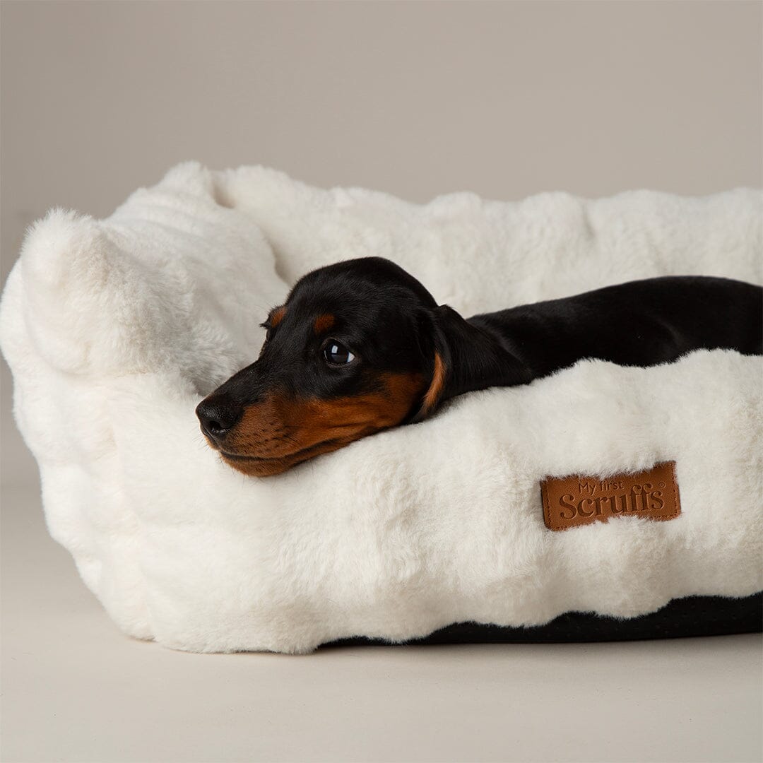 Clouds 'My First' Kitten & Puppy Box Bed - Cream Dog Bed Scruffs® 