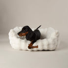 Clouds 'My First' Kitten & Puppy Box Bed - Cream Dog Bed Scruffs® 