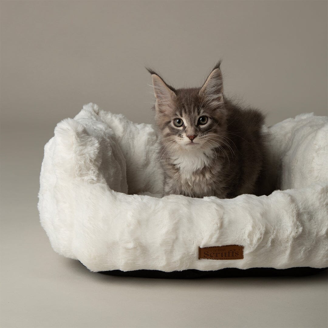 Cloud 'My First' Kitten & Puppy Box Bed & Blanket Set - Cream Dog Bed Scruffs® 