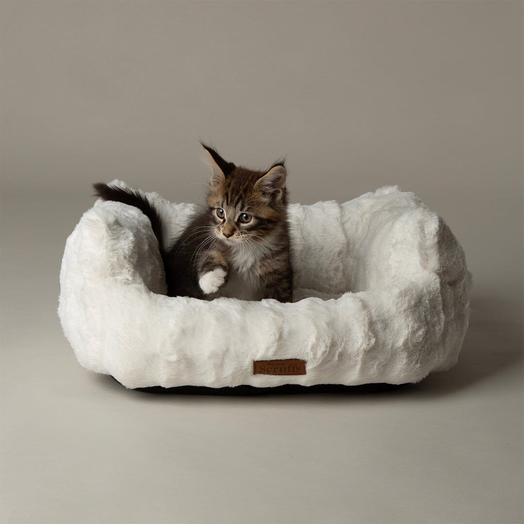 Cloud 'My First' Kitten & Puppy Box Bed & Blanket Set - Cream Dog Bed Scruffs® 