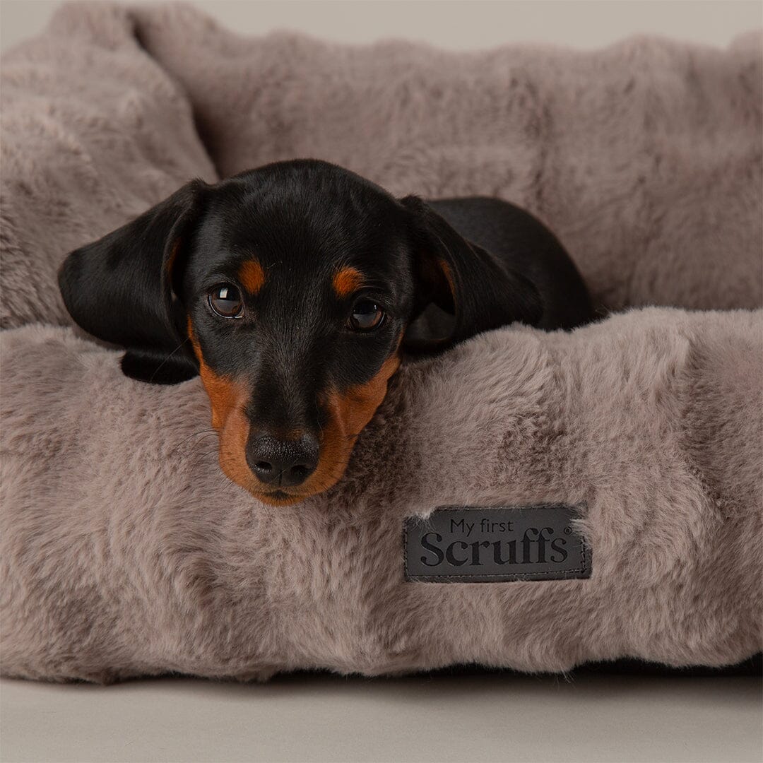Clouds 'My First' Kitten & Puppy Box Bed - Grey Dog Bed Scruffs® 